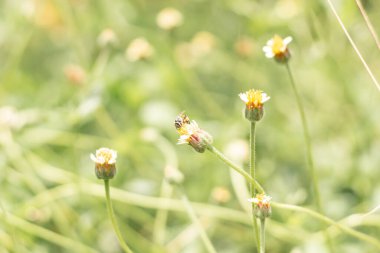 Arıyı küçük çimenler ve bulanık doğa arka planına yaklaştır