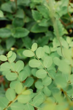 Küçük yeşil yaprak üstten görünüm