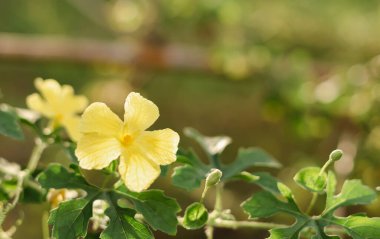 Küçük sarı çiçeği ve bulanık yeşil arkaplanı kapat.