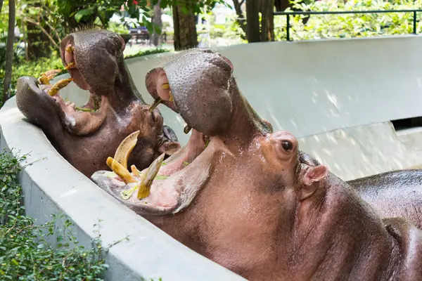 カバのオープン マウス待ついくつかの果物を食べる — ストック写真