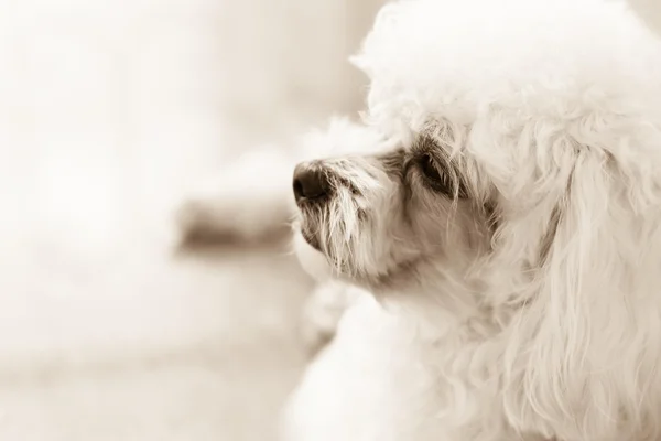 セピア色のトーンで目のかわいい poodel 子犬感 — ストック写真