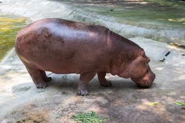 Hayvanat bahçesinde su aygırı