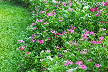 renkli çiçek bahçesi