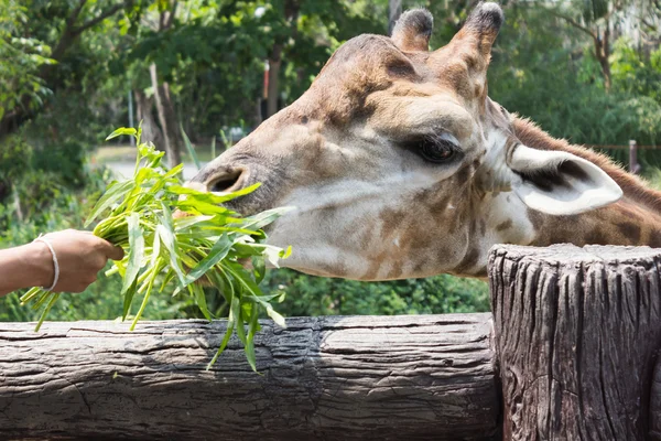 Giraffe of eating vegetables — Stock Photo, Image