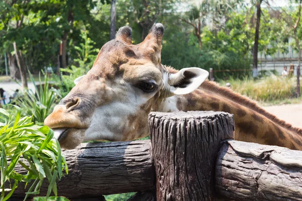 Giraffe of eating vegetables — Stock Photo, Image