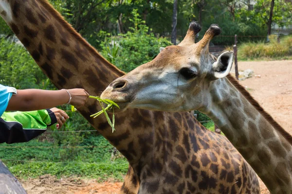 Giraffe of eating vegetables — Stock Photo, Image