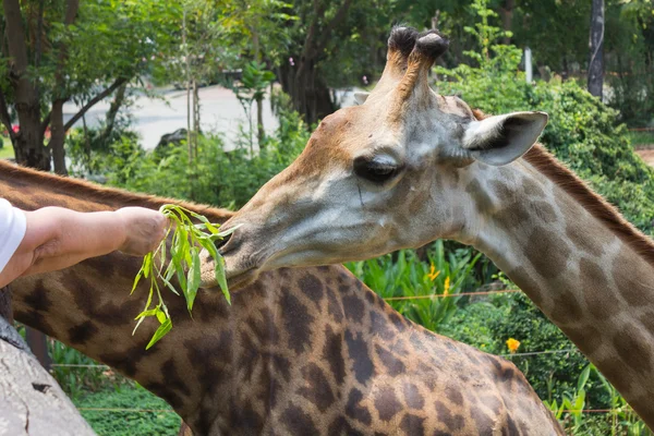La jirafa de comer verduras — Foto de Stock