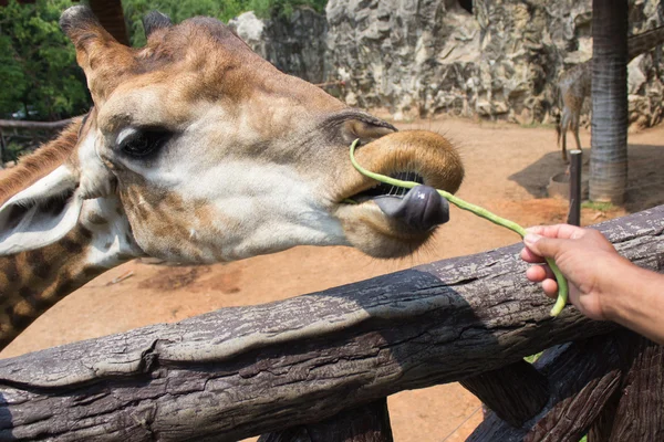 Giraffe eating vegetables — Stock Photo, Image