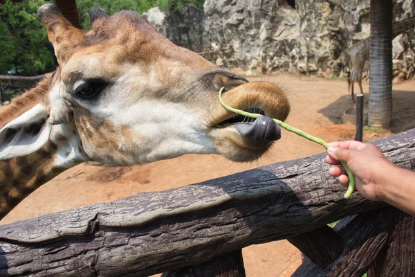 Jirafa comiendo verduras — Foto de Stock