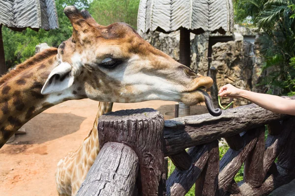 Giraffe of eating vegetables — Stock Photo, Image