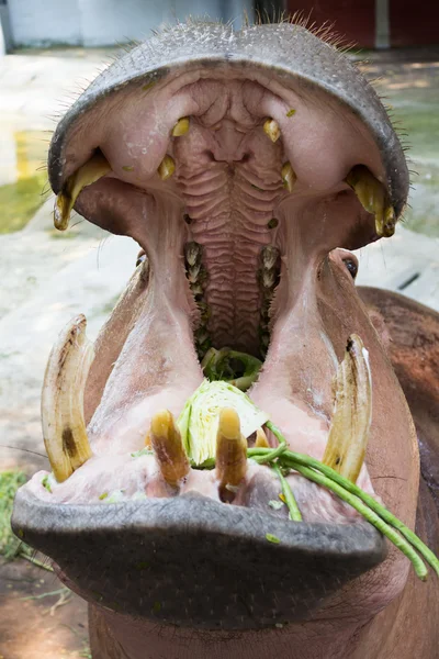 Hippopotamus in the zoo — Stock Photo, Image