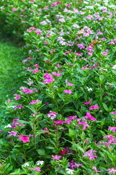 renkli çiçek bahçesi