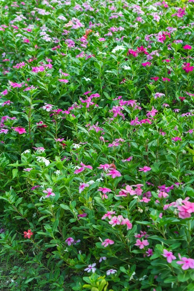Kleurrijke bloemen tuin — Stockfoto
