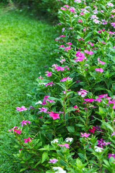 renkli çiçek bahçesi