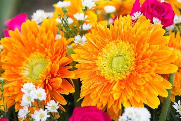 Kleurrijke bloemen — Stockfoto