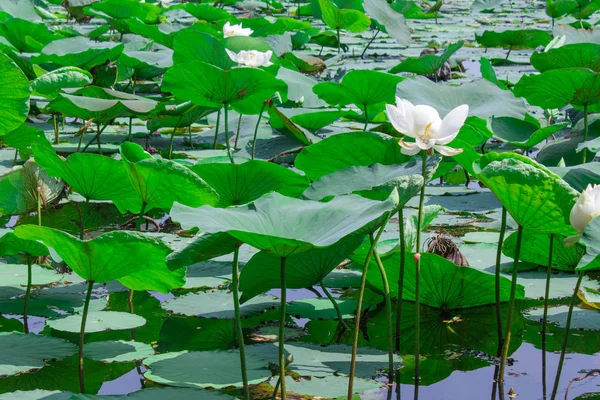 Thailandez lotus — Fotografie, imagine de stoc