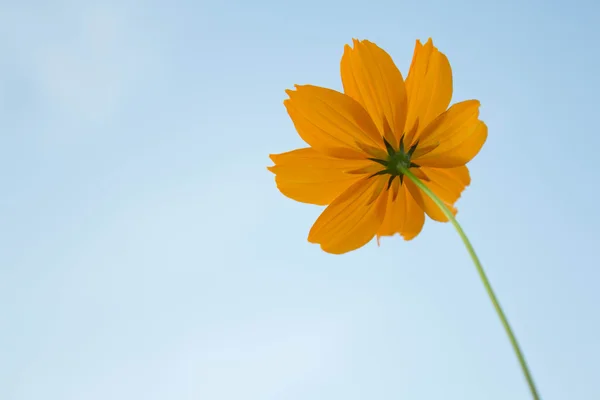 Yellow cosmos — Stock Photo, Image