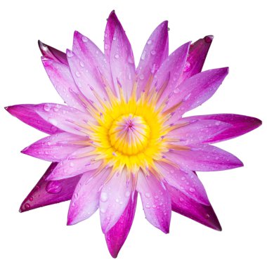 Lotus çiçeği veya nilüfer çiçek çiçeklenme