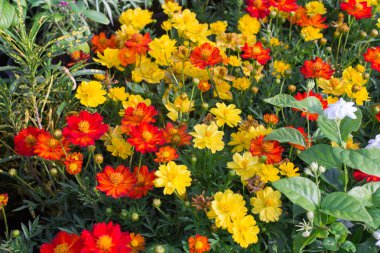 güzel renkli çiçek arka planı için