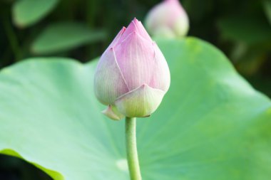 Lotus çiçeği veya nilüfer çiçek çiçeklenme