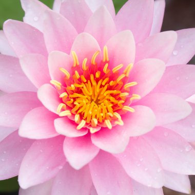 Lotus çiçeği veya nilüfer çiçek çiçeklenme