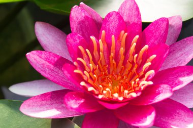 Lotus çiçeği veya nilüfer çiçek çiçeklenme