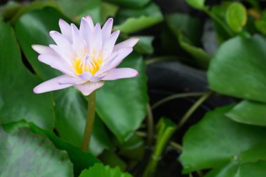 Lotus çiçeği veya nilüfer çiçek çiçeklenme