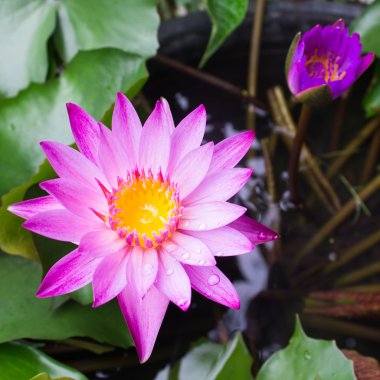 Lotus çiçeği veya nilüfer çiçek çiçeklenme