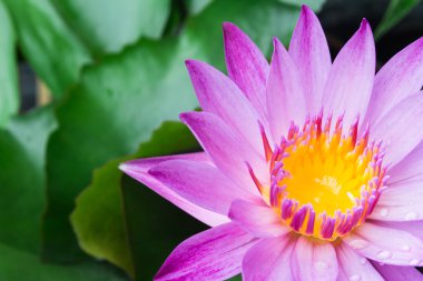 Lotus çiçeği veya nilüfer çiçek çiçeklenme