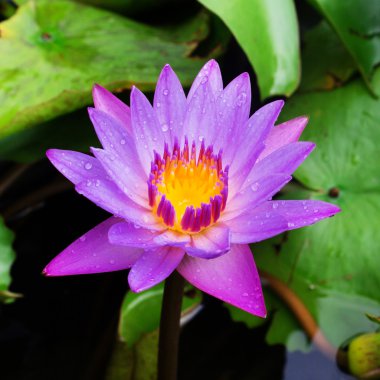 Lotus çiçeği veya nilüfer çiçek çiçeklenme