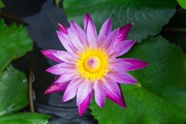 Lotus çiçeği veya nilüfer çiçek çiçeklenme