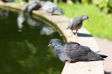 Güvercinler üzerinde havuz