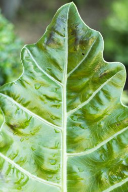 taze yaprak yeşil arka plan doku hattı