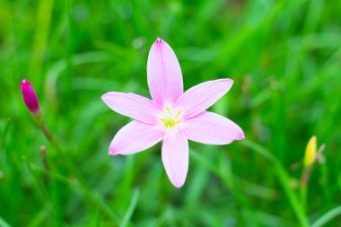 Bahçe içinde güzel pembe çiçek