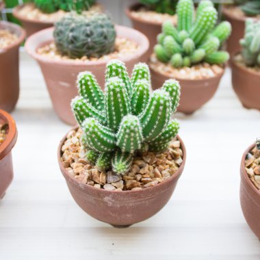 küçük kaktüs
