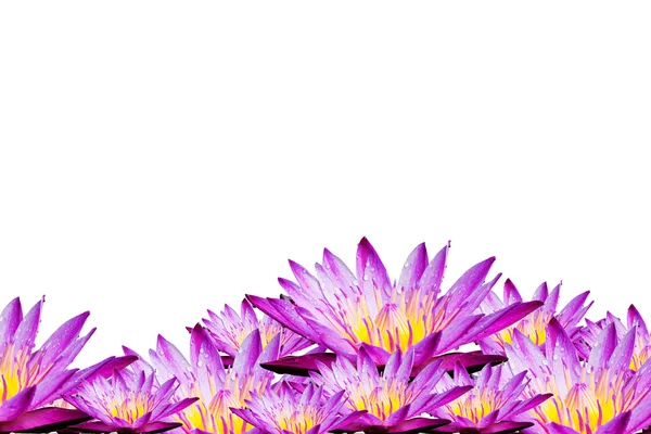 Flores de loto o flores de lirio de agua floreciendo —  Fotos de Stock