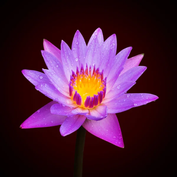 Lotus çiçeği veya nilüfer çiçek çiçeklenme