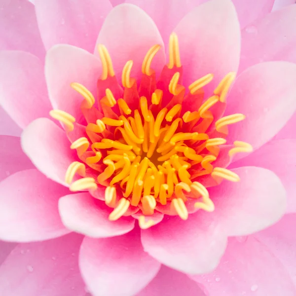 Flores de lótus ou flores de lírio de água florescendo — Fotografia de Stock