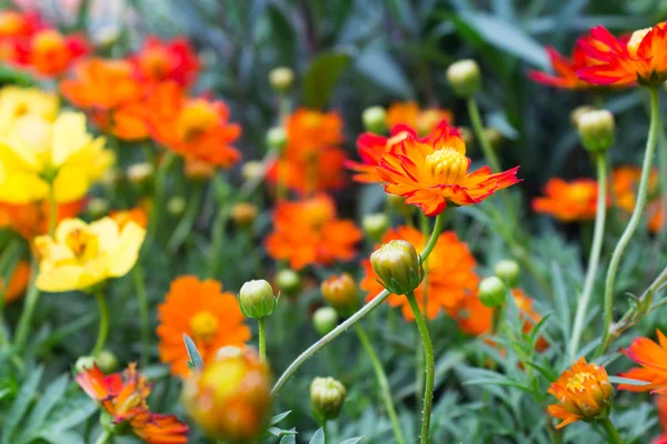 Schöne bunte Blume für Hintergrund — Stockfoto