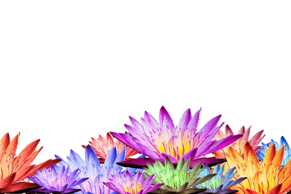 Lotusblomster eller vannliljeblomster som blomstrer – stockfoto