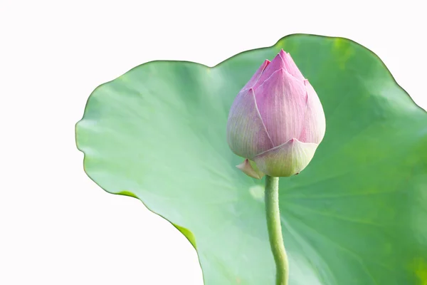 Lotus çiçeği veya nilüfer çiçek çiçeklenme — Stok fotoğraf
