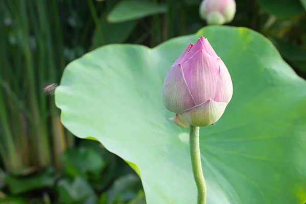 Lotusblüten oder Seerosenblüten blühen — Stockfoto