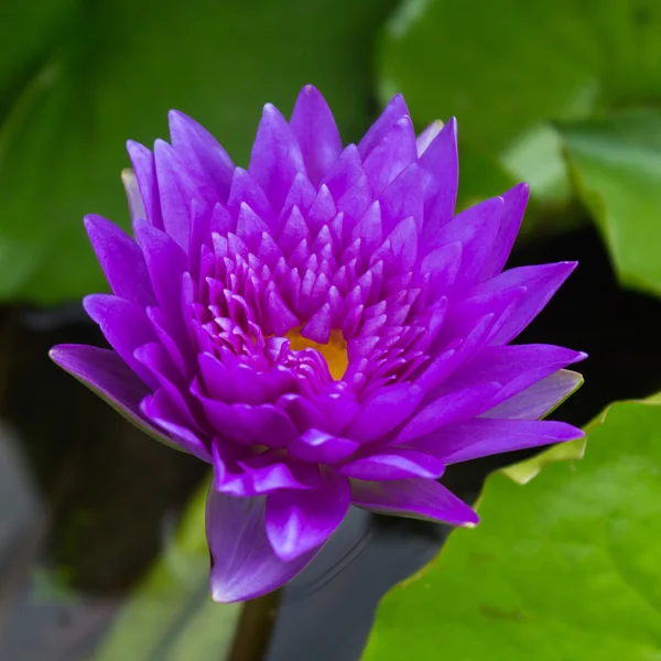 Flores de loto o flores de lirio de agua floreciendo — Foto de Stock