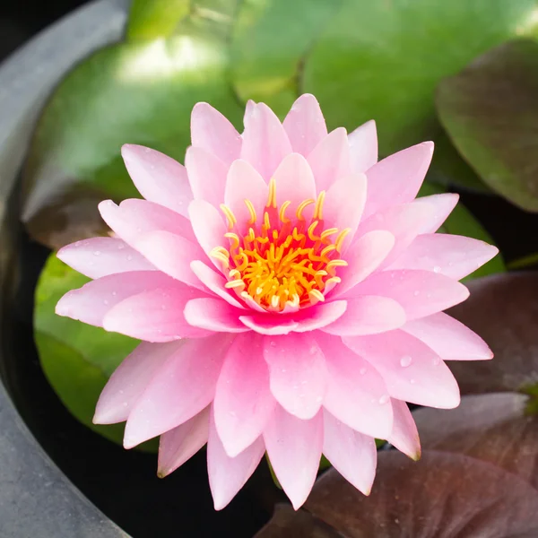 Lotus çiçeği veya nilüfer çiçek çiçeklenme