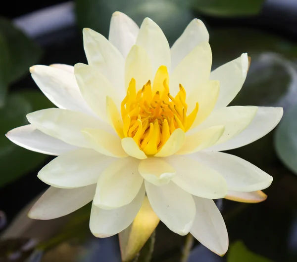 Fiori di loto o fiori di giglio d'acqua in fiore — Foto Stock