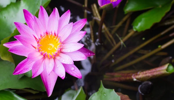 Flores de loto o flores de lirio de agua floreciendo — Foto de Stock