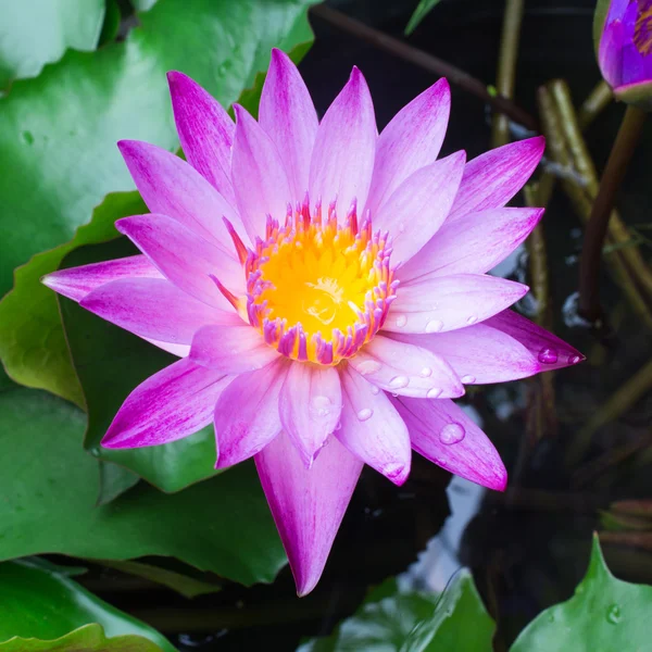 Flores de loto o flores de lirio de agua floreciendo — Foto de Stock