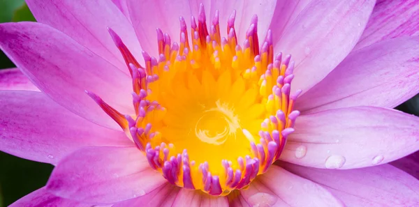 Lotusblüten oder Seerosenblüten blühen — Stockfoto