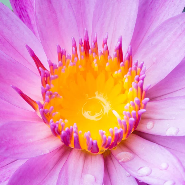 Lotus blossoms of water lily bloemen bloeien — Stockfoto