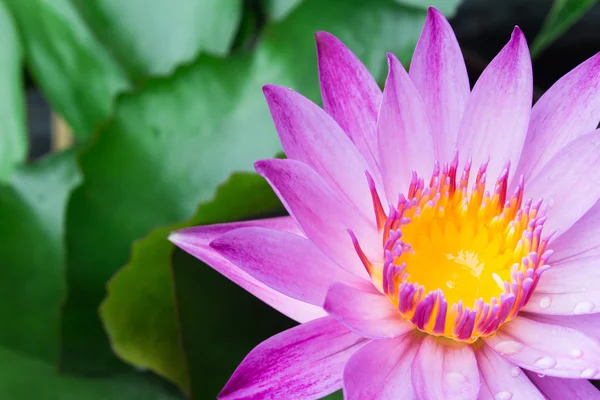 Fiori di loto o fiori di giglio d'acqua in fiore — Foto Stock